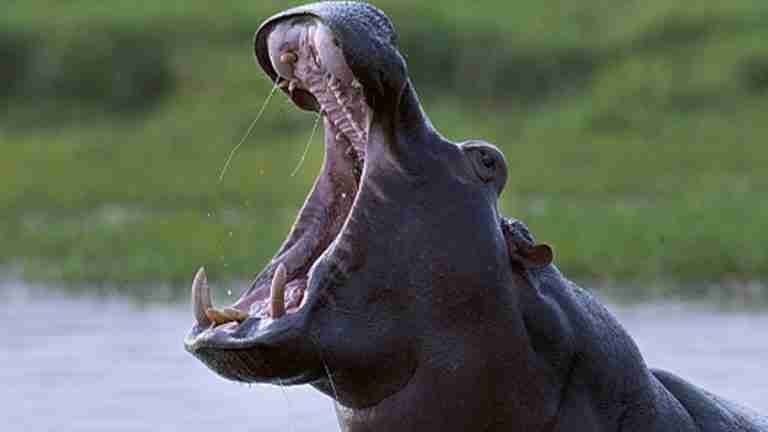 Consejo de Estado hará audiencia pública para valorar estatus de `especie invasora´ de los hipopótamos