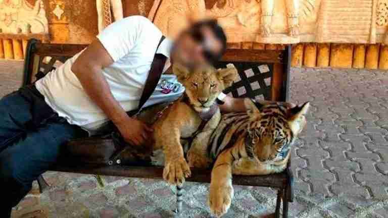 ¿Sabías que tomarte fotos con animales silvestres incentiva el tráfico de fauna?
