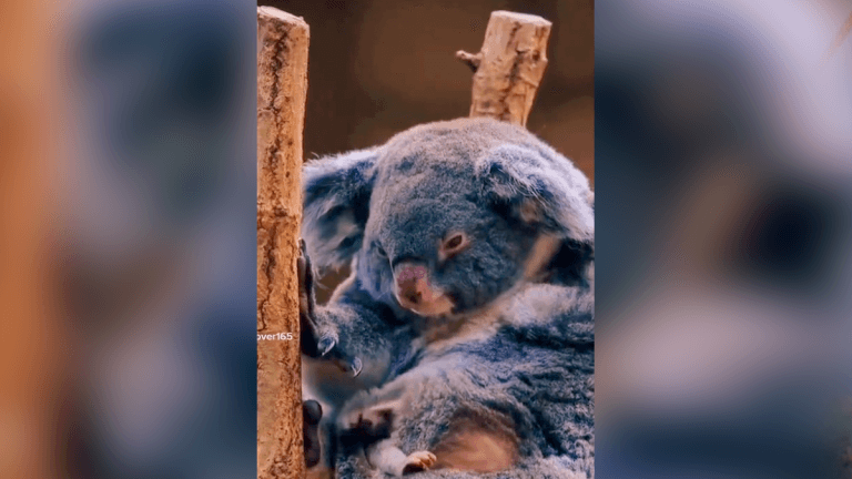 El genoma del koala al descubierto: un paso clave para su rescate y conservación 