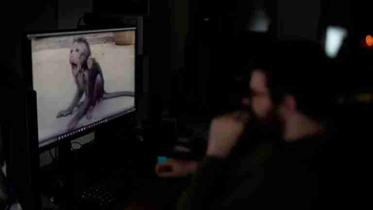 Impactante descubrimiento de una red global de tortura sádica de monos