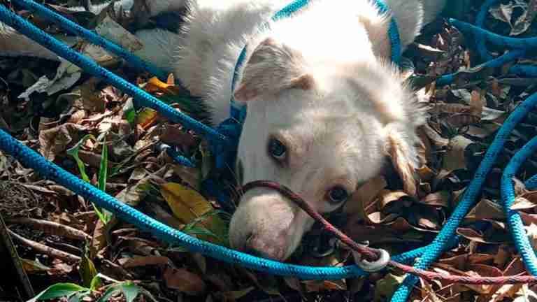 Un perrito que bajaba entre las aguas del río Medellín fue rescatado por los bomberos
