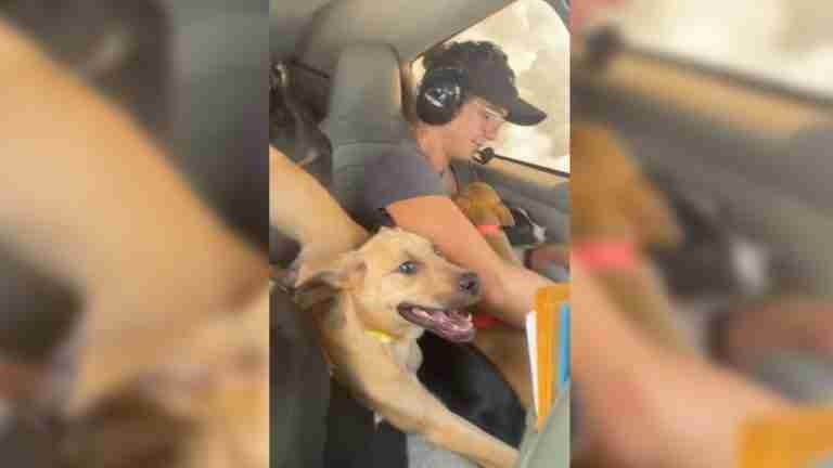 Heroica misión de rescate: mujer salva a 27 cachorros de un “refugio de alta matanza” 