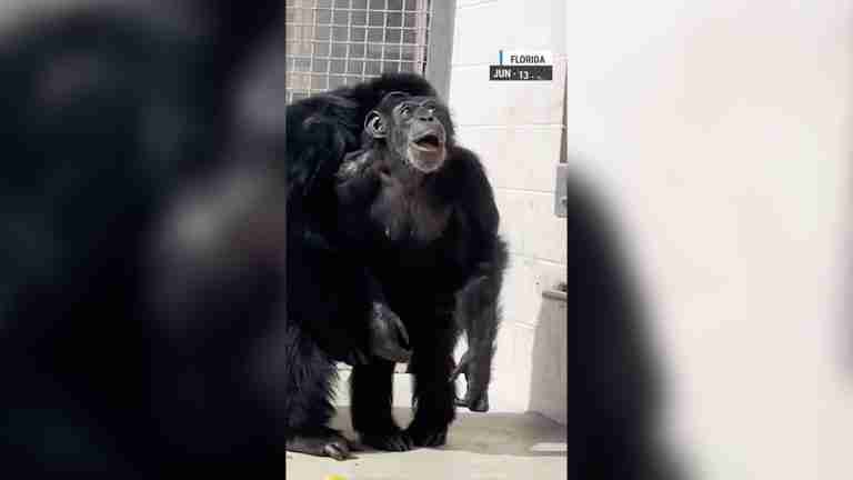 Chimpancé contempla el cielo por primera vez después de 28 años en cautiverio
