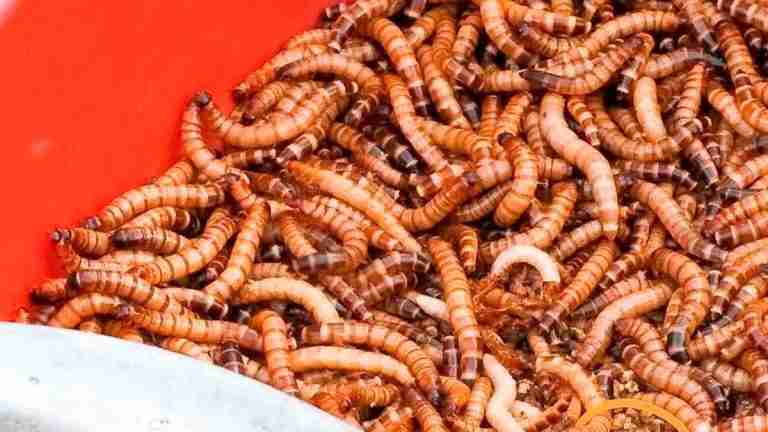 ¿Harina de gusanos? Estudiantes de la Universidad Nacional de Medellín desarrollan este alimento