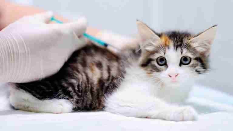 Nueva inyección podría revolucionar la anticoncepción de gatos y reducir la población de animales callejeros
