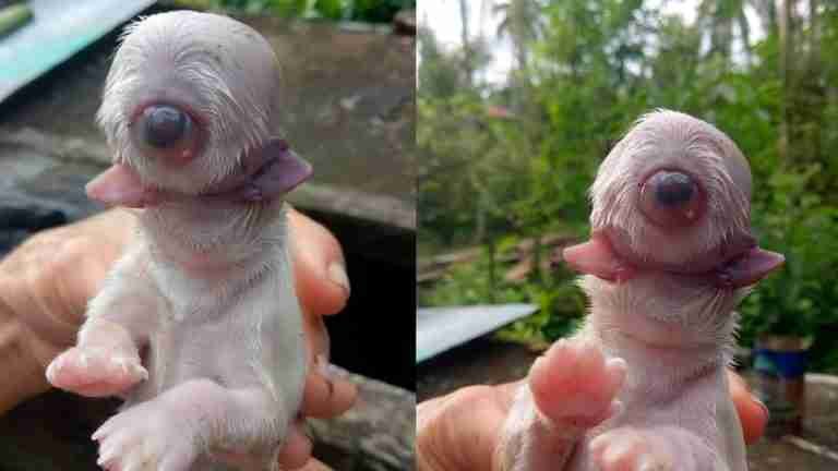 Mascota da a luz un cachorro con malformaciones únicas