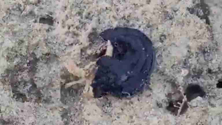 Descubren un Policládido, el gusano aplanado que parece salido de una historia de Venom