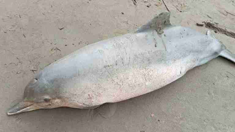 ¡Lamentable! Delfín fue encontrado muerto en las playas de Turbo 