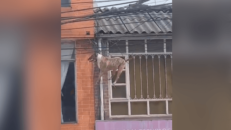 Dos valerosos ciudadanos le salvaron la vida a un perro que quedó colgado de unos cables de energía