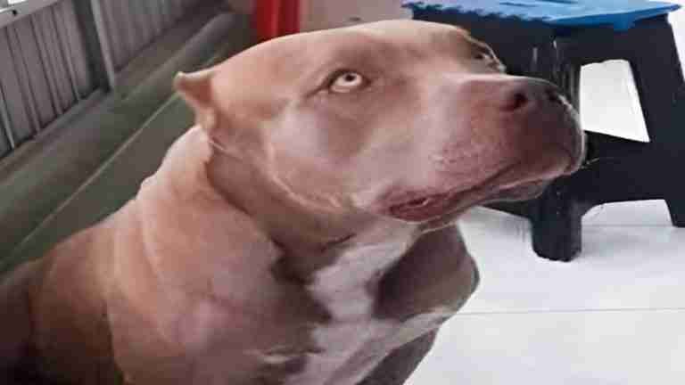 Condenan a más de 4 años de prisión domiciliaria a hombre que degolló a un pitbull en Robledo
