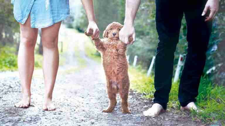 Caída de la natalidad en Colombia: ¿Las mascotas reemplazaron a los hijos?