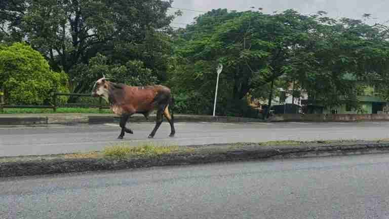 Susto en la Autopista Norte, porque otra vez se escapó un toro en plena vía