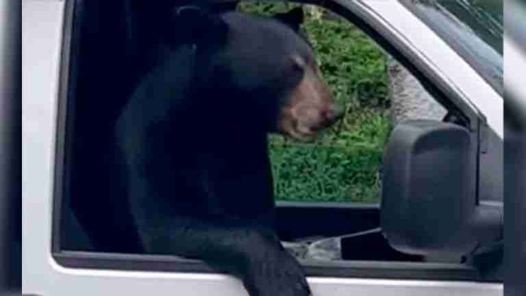 Oso hambriento irrumpe en camión de empresa y devora almuerzo de empleado 