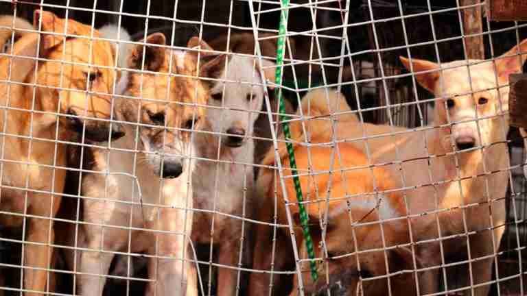 ¡Qué bien! Corea del Sur prohibirá el consumo de perros