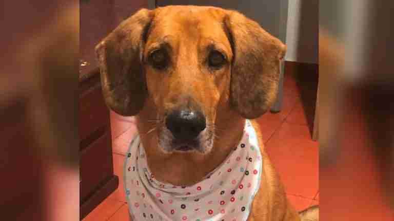 A la cárcel falso veterinario que causó el sufrimiento injustificado de un perrito en Sabaneta