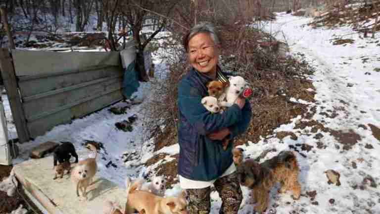 Mujer rescata a 200 cachorros destinados a ser alimentos en Corea del Sur