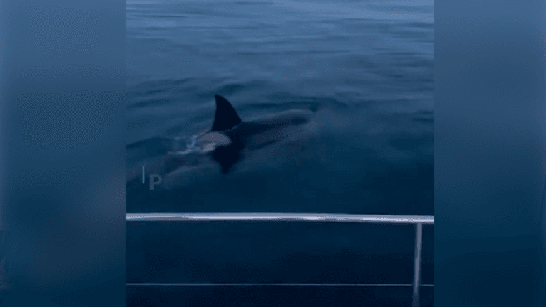 Orcas atacan veleros en la Península Ibérica: ¿curiosidad o Juego? 