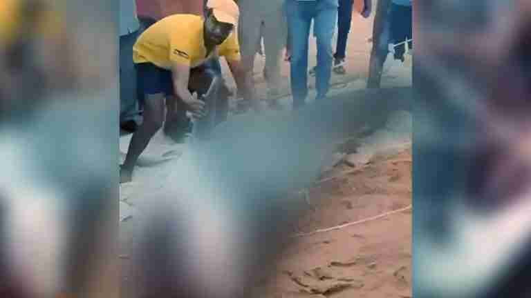 ¿Venganza o maltrato animal? Personas capturan y matan un tiburón que atacó a un hombre en Egipto