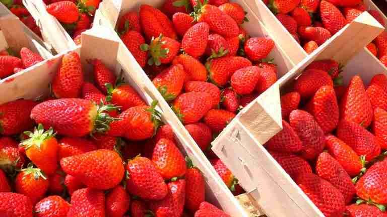Retiran fresas de supermercados por posible contaminación con virus de hepatitis A