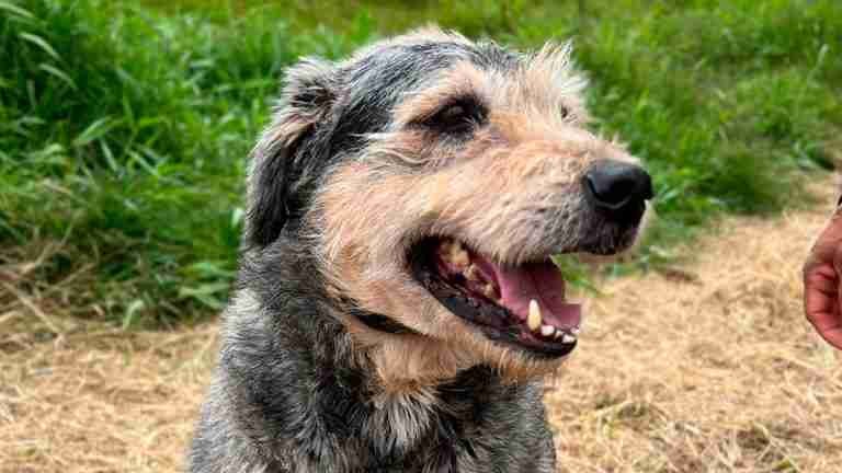 ¡Al fin un hogar! Familia adopta a Lulú, una perrita que esperó más de 9 años en un albergue de Marinilla 