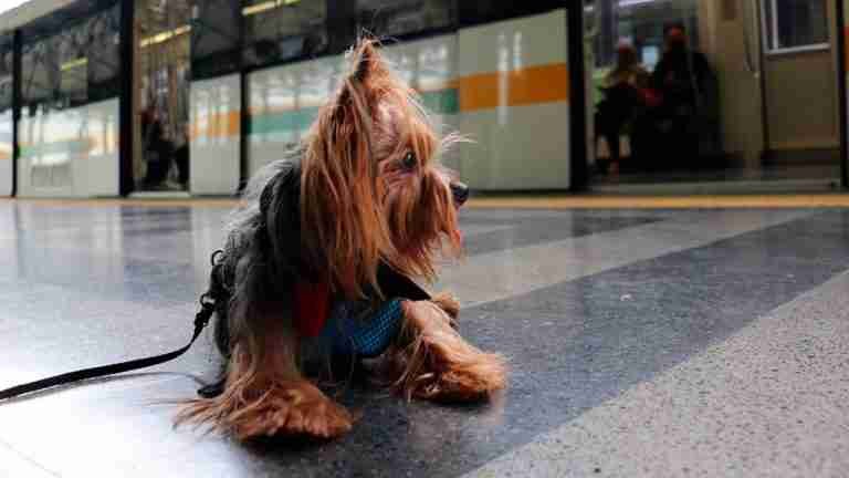 ¿Tiene mascotas de apoyo emocional? Le contamos los requisitos del Metro de Medellín para viajar con ellas en el sistema