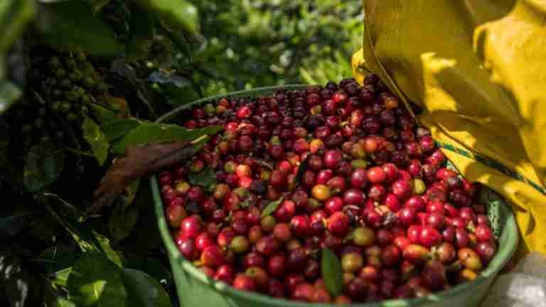 Mayo: el café colombiano aumentó un 22% su comercialización