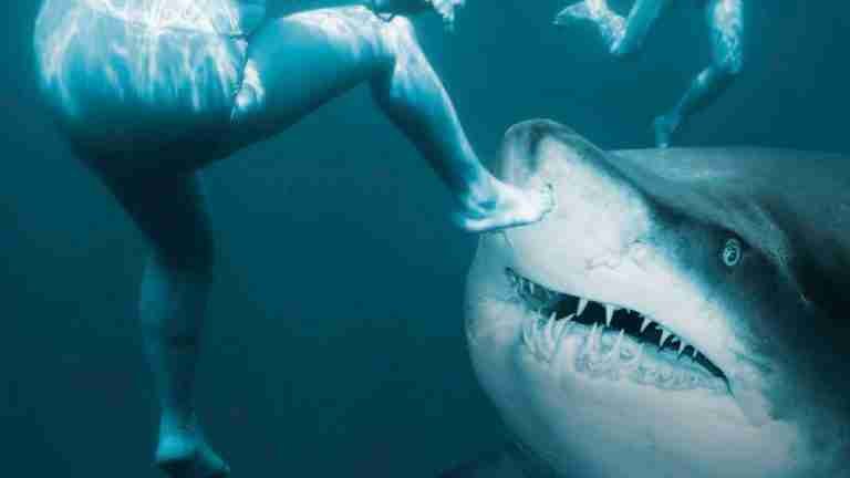 Momentos de terror mientras tiburones tigre ataca al equipo de filmación de Our Planet II 