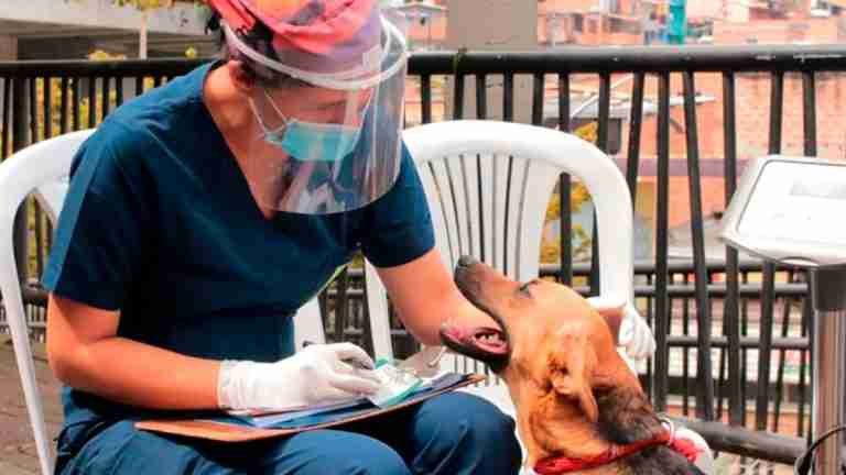 Continúan jornadas de esterilizaciones gratuitas en Medellín