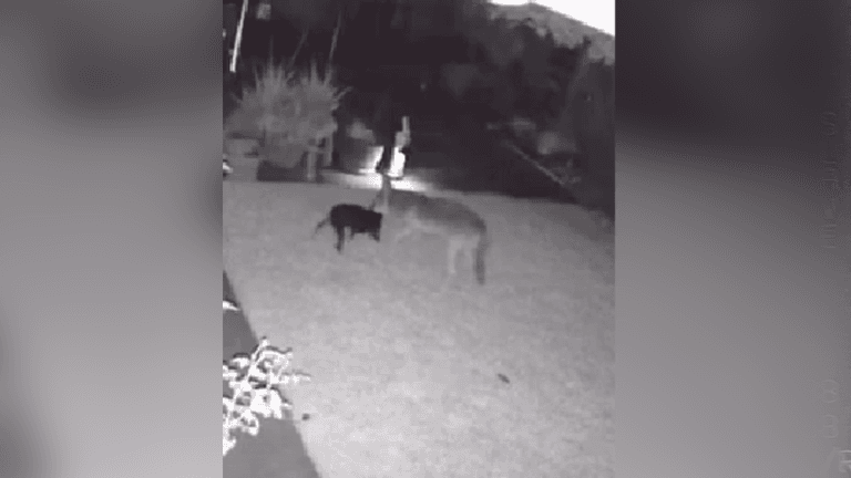 Perro anciano protege a su hermano pequeño de un ataque de coyotes