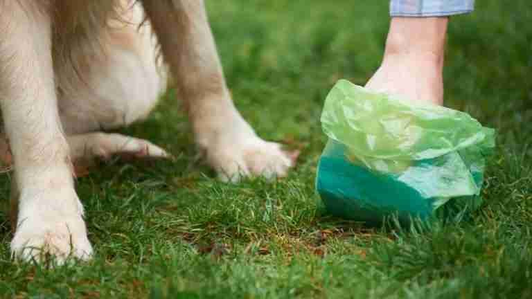 ¿Dejar caca de perro en el suelo es realmente tan malo?  