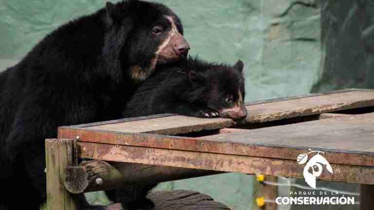 Así crece la cría de oso andino en el Parque de la Conservación