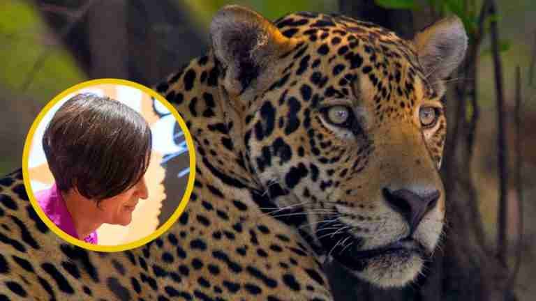 Con la campaña en la piel del jaguar, el Ministerio de Ambiente hace frente a los hechos de cacería de los últimos meses