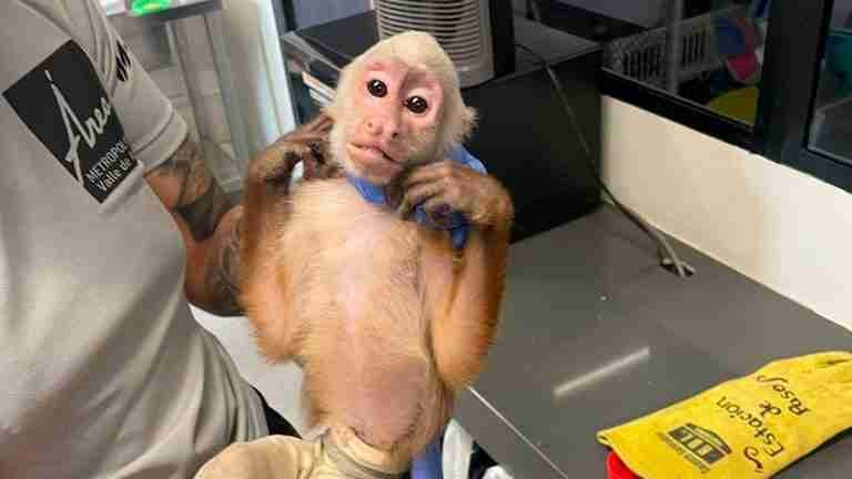 Alerta por tráfico de fauna: Mono Cariblanco es rescatado en operativo policial