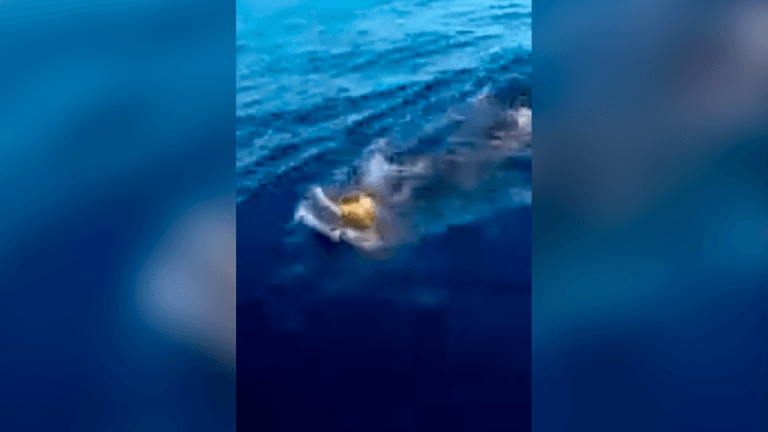 ¡El reino animal sigue sorprendiéndonos! Tiburón busca ayuda de humanos para salvar a una tortuga