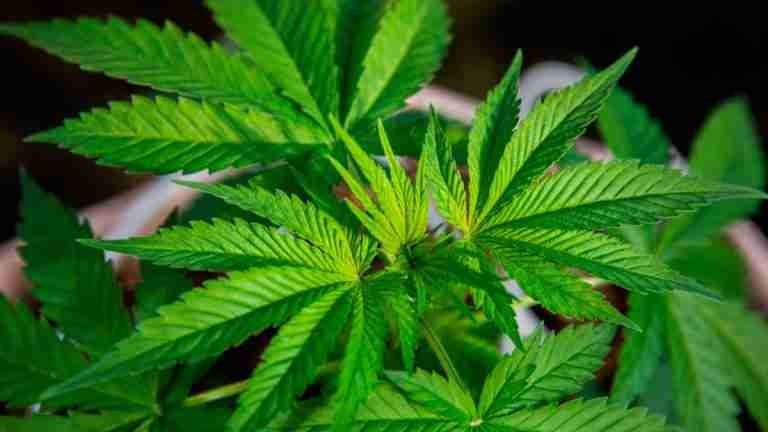 7 debates a favor, así va el cannabis para legalizar su uso y comercialización recreativa
