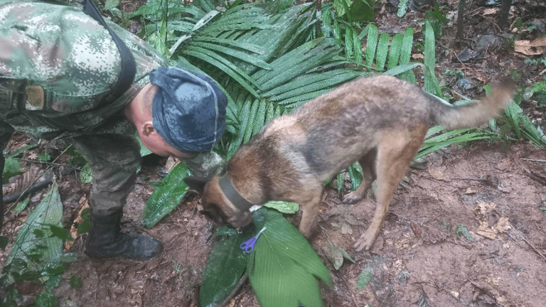 ¡Milagro! Encontraron a los niños perdidos en la selva del Guaviare