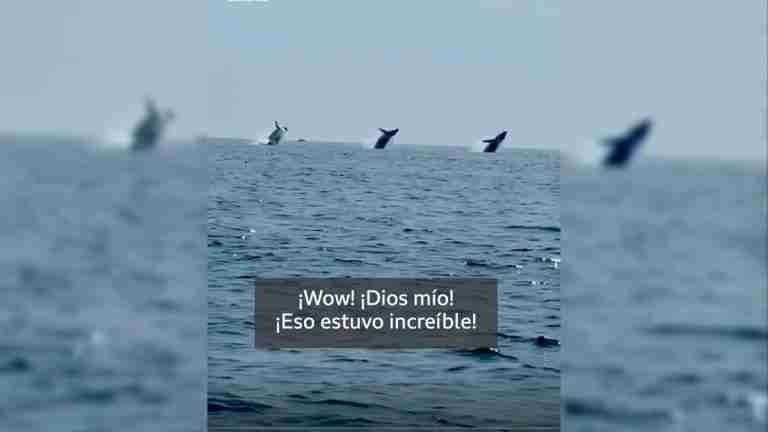 “Disculpen mi lenguaje, esto fue épico”: sincronización perfecta de ballenas jorobadas 