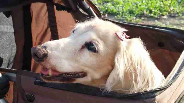 Día Mundial del Perro: una fecha para honrar a nuestros leales amigos de cuatro patas
