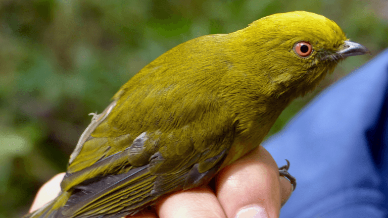 Saltarín amarillo: Uno más a la lista de aves endémicas de Colombia