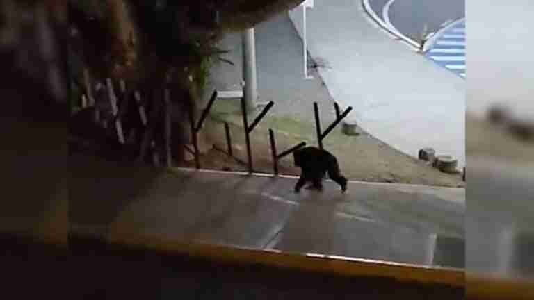 “Los mataron a sangre fría” Animalistas protestan en Bogotá