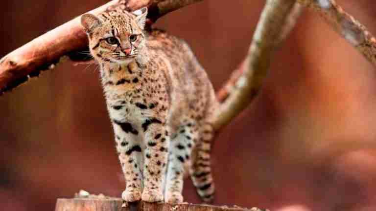 ¡Increíble hallazgo! Científicos colombianos descubren el ‘Gato de Nariño’ tras décadas de investigación