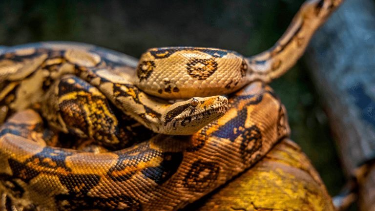 ¡Hoy es el Día Mundial de las Serpientes! Te revelamos algunos secretos de estos fascinantes reptiles