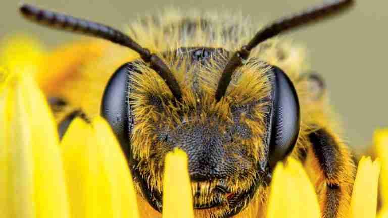 Preocupación global por la alarmante disminución de población de abejas