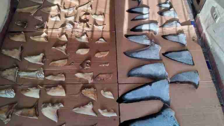 Incautan más de 6 toneladas de aletas de tiburón en Panamá