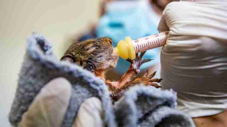 ¿Ya conoces cómo reportar una emergencia con fauna silvestre?