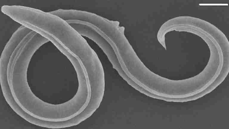 Científicos logran revivir a gusano congelado por 46.000 años