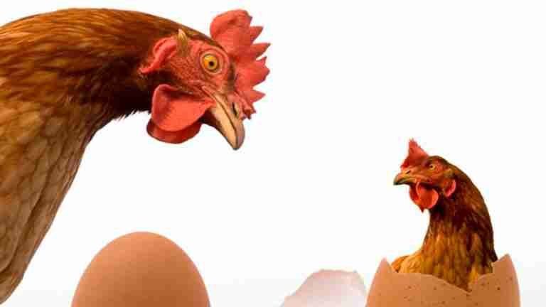 ¿Qué fue primero, el huevo o la gallina? La IA aporta su perspectiva