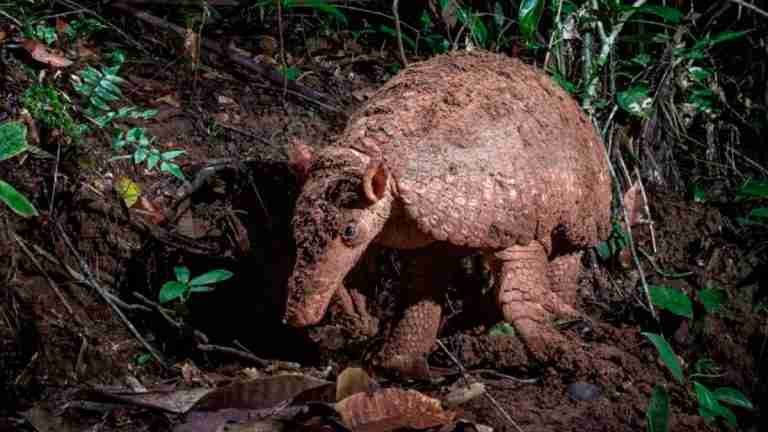 Fundación Omacha utiliza la telemetría para estudiar y proteger armadillos en Colombia desde 2022