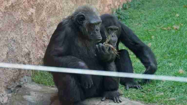 MinAmbiente enviará comisión de expertos a evaluar condiciones de fauna en zoológicos y bioparques en Colombia
