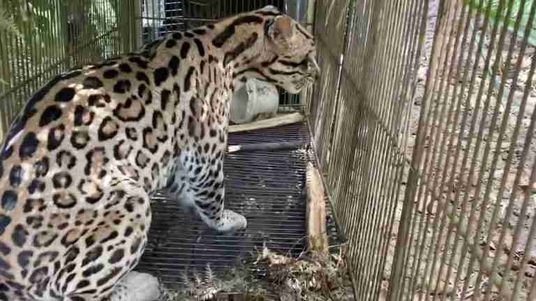 Ocelote capturado por causar daños en fincas es liberado por autoridades